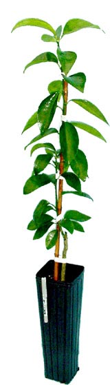 Allspice