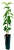 Seedling