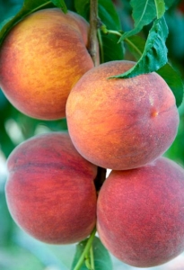 Fairtime Peach Tree