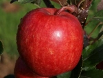 Gala Apple