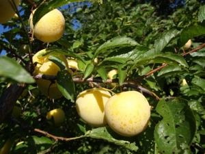 Shiro Plum